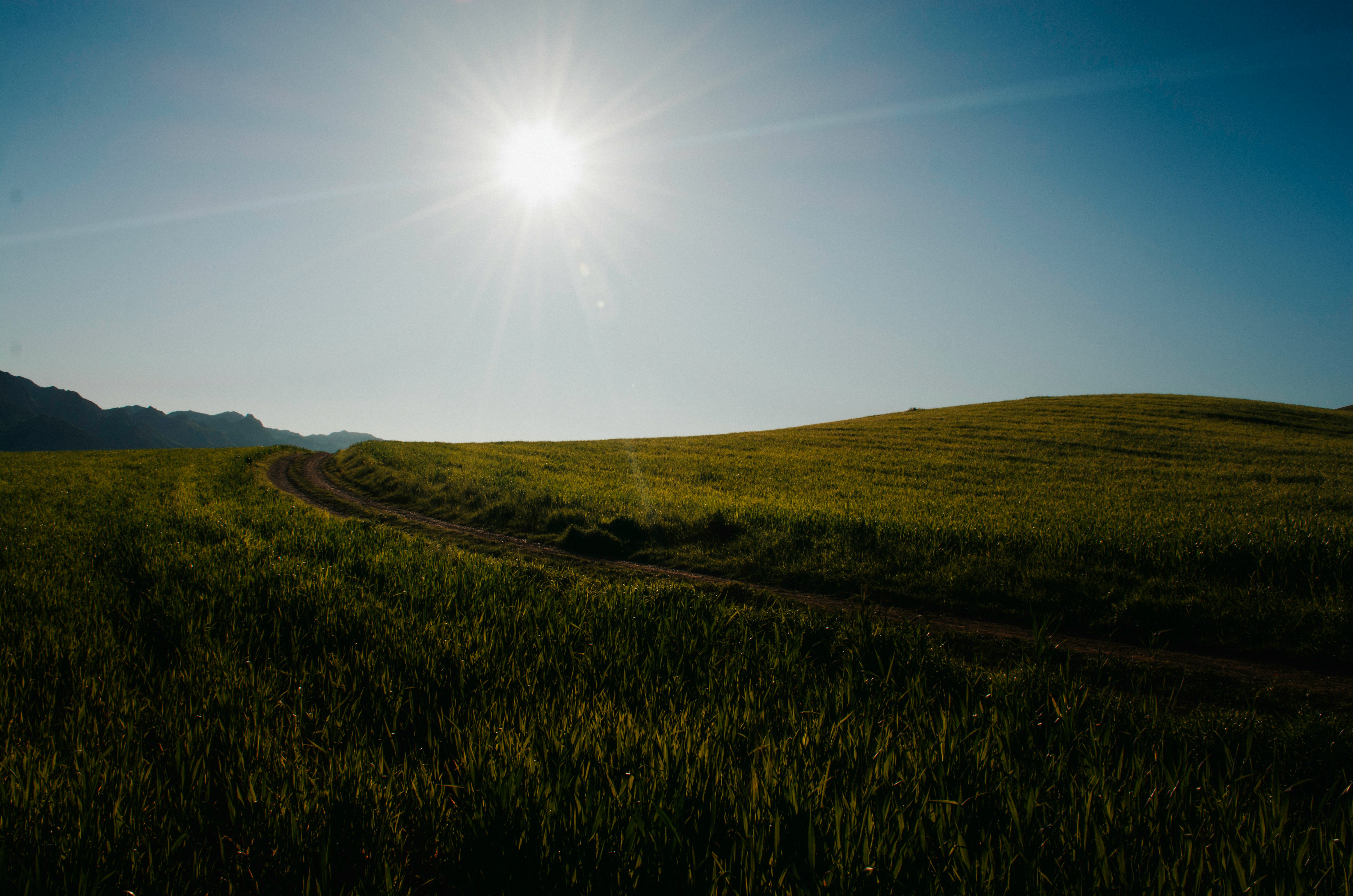 Agricultural field landscape